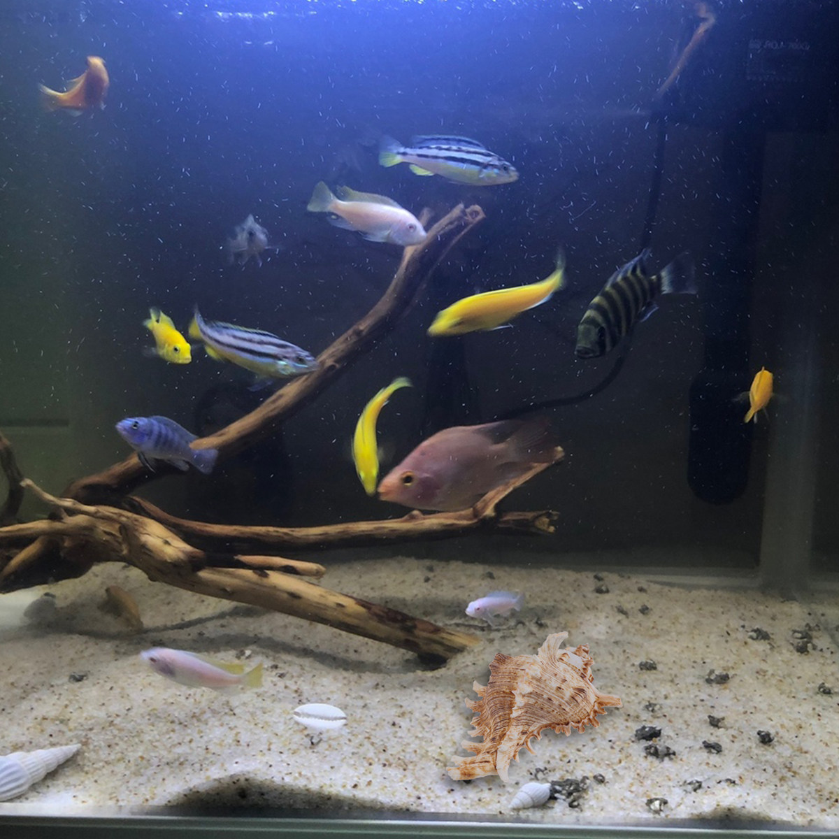 Aquarium Fish In - 1Pcs Natural Conch Shell Fish Tank