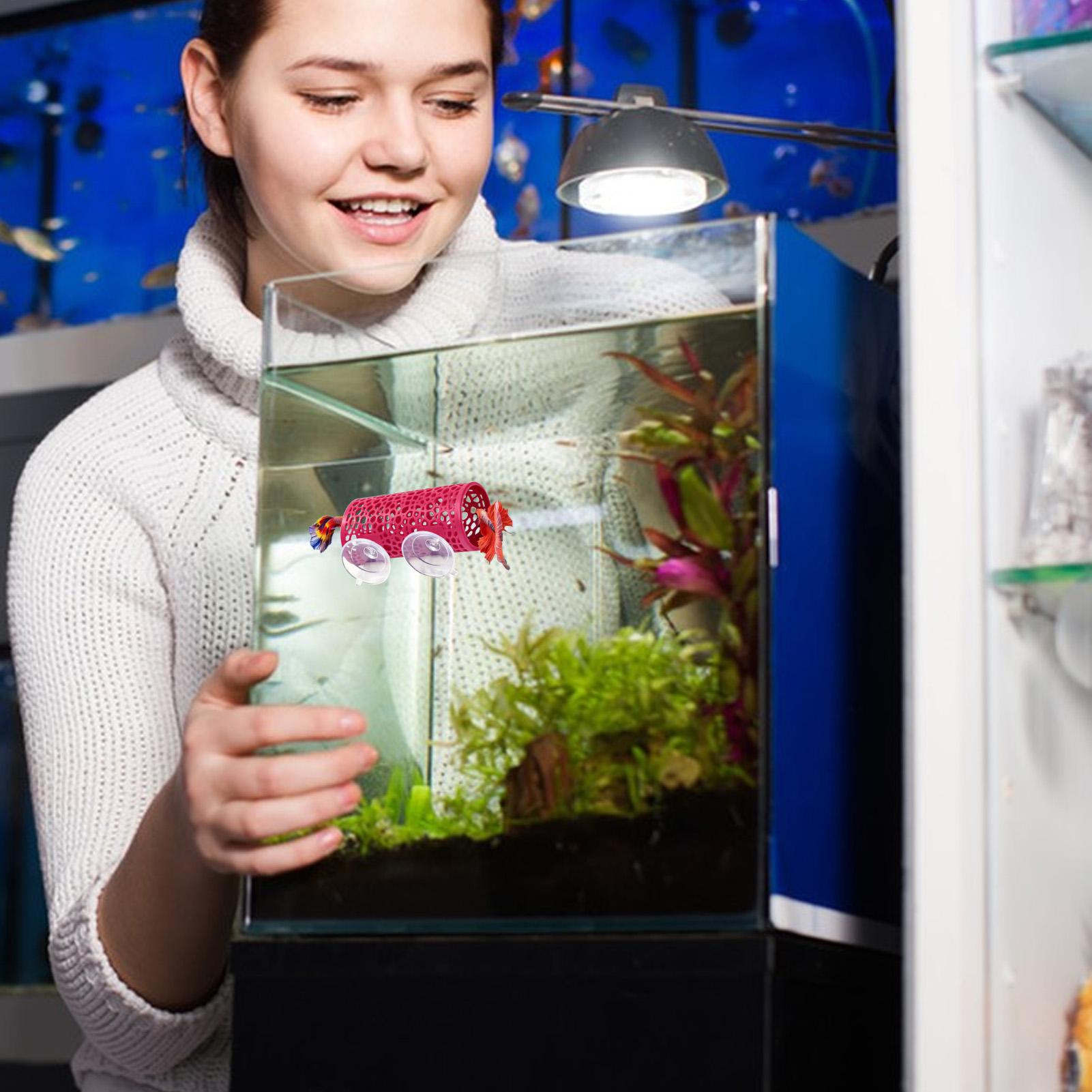 Betta Habitat Resting Shelter  - đánh giá và giá Aquarium Fish Youtube