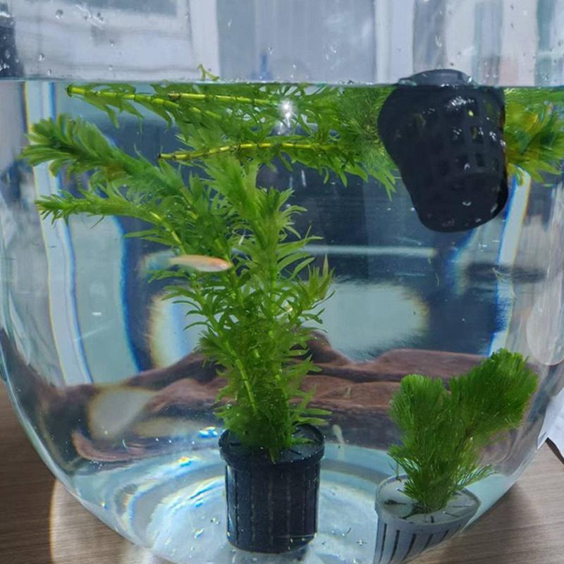 4Pcs Pet Fish Tank Landscaping - đánh giá và giá Aquarium Fish In