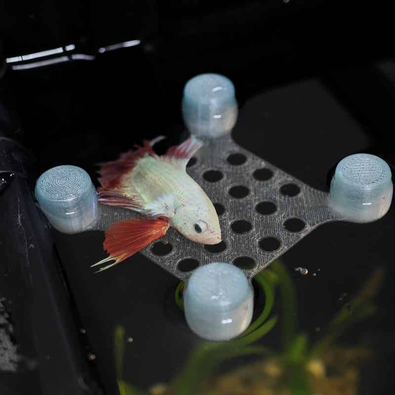 Betta Fish Rest Bed Suction Cu - đánh giá và giá Aquarium Fish Escape