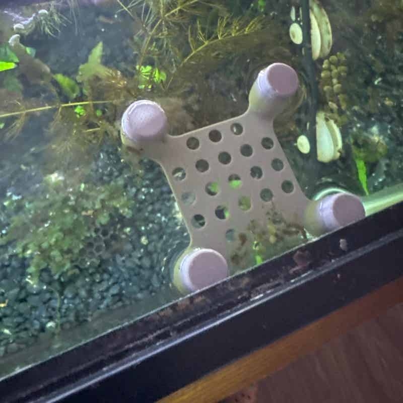 Betta Fish Rest Bed Suction Cu - đánh giá và giá Aquarium Fish Escape