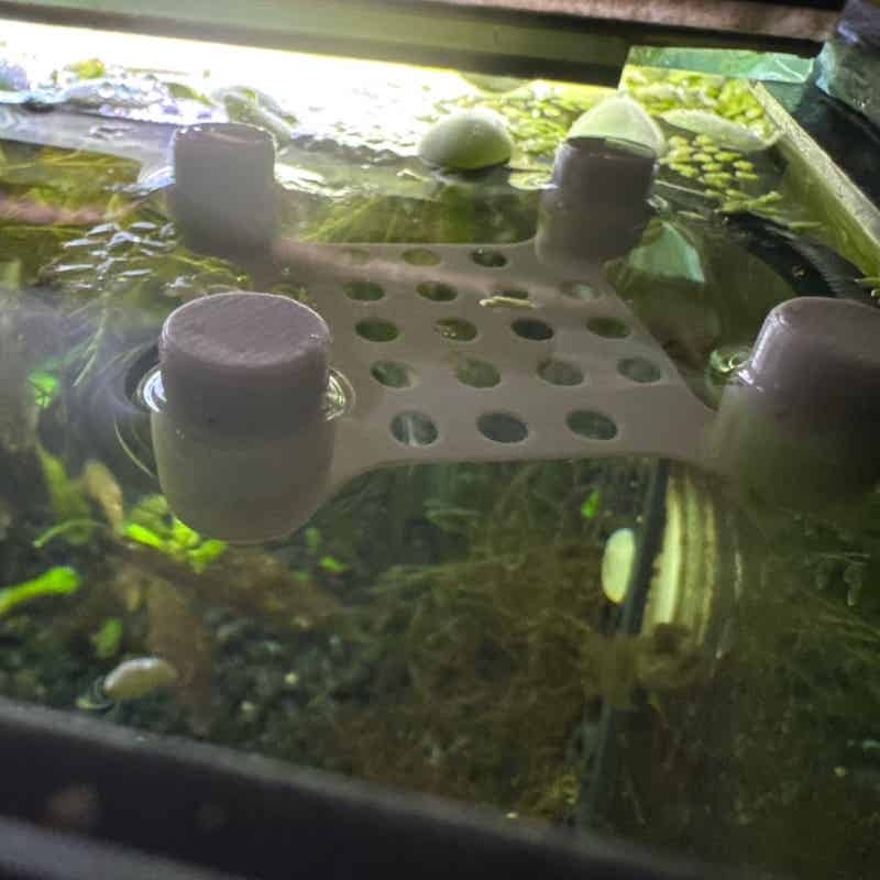 Betta Fish Rest Bed Suction Cu - đánh giá và giá Aquarium Fish Escape