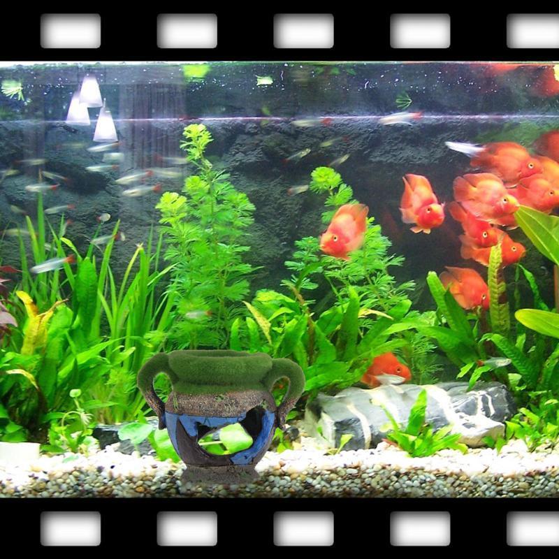 1pc Resin Vase with Moss Aquar - đánh giá và giá Aquarium Fish Tank Price