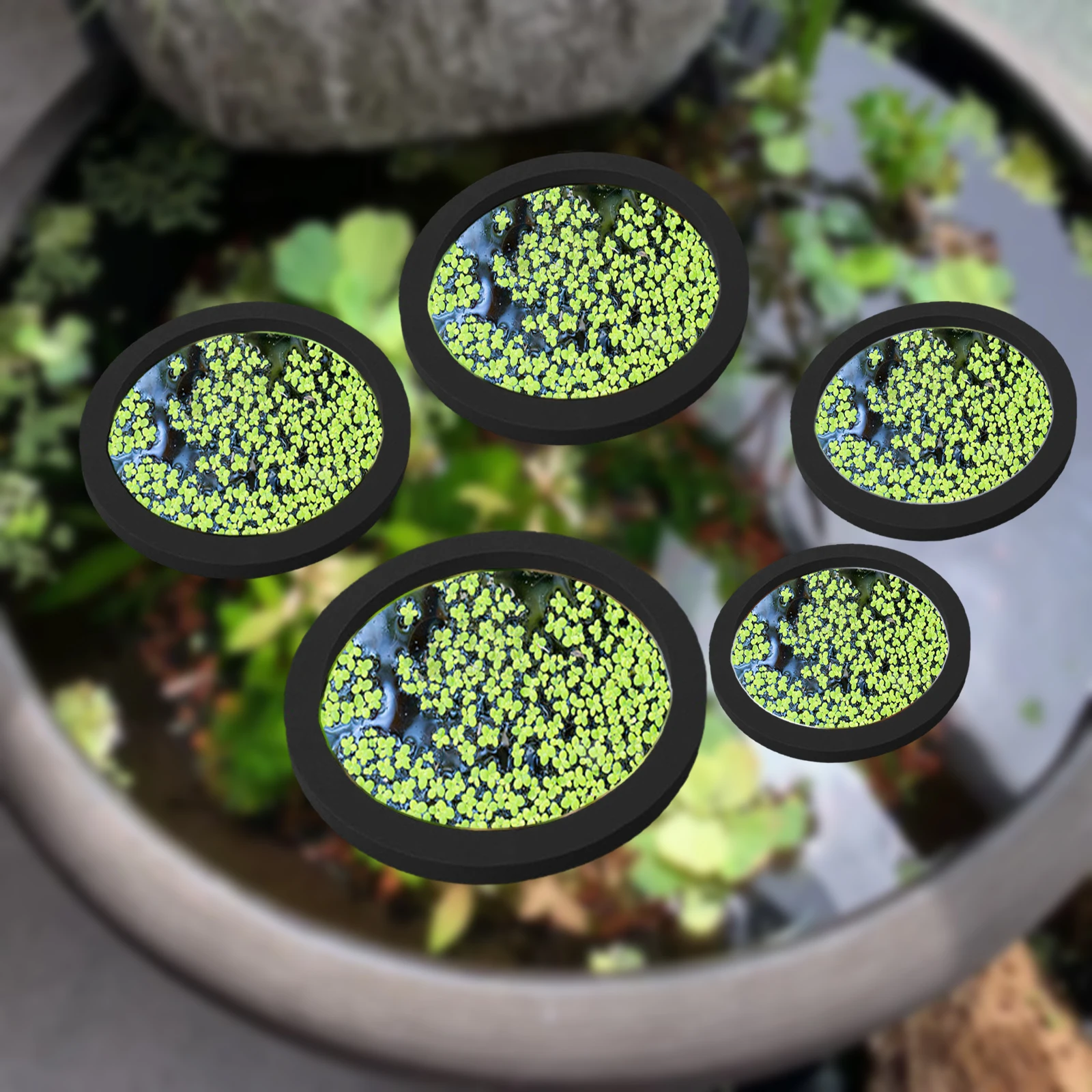 5Pcs EVA Fish Feeding Ring Aqu - đánh giá và giá Aquarium Fish In