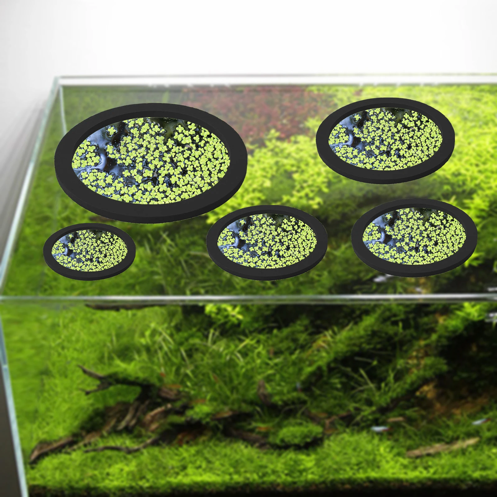 5Pcs EVA Fish Feeding Ring Aqu - đánh giá và giá Aquarium Fish In