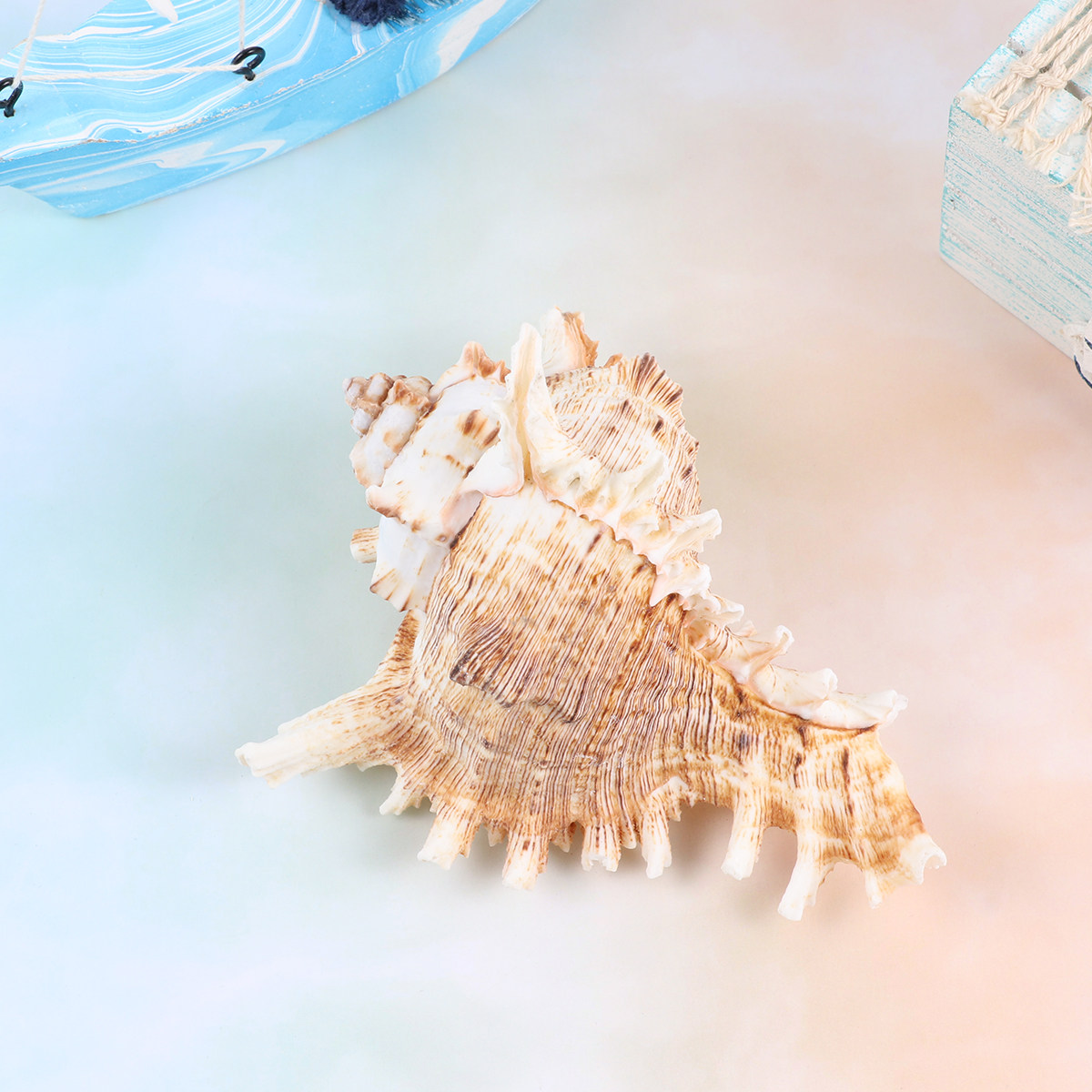 1Pcs Natural Conch Shell Fish  - đánh giá và giá Aquarium Fish In