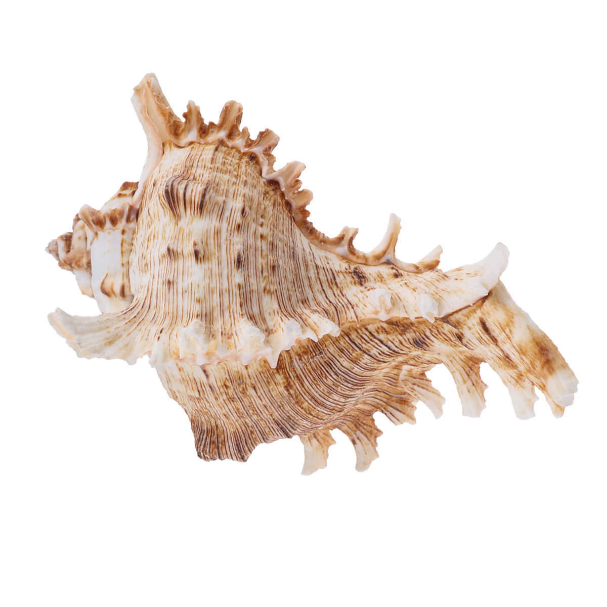 1Pcs Natural Conch Shell Fish  - đánh giá và giá Aquarium Fish In