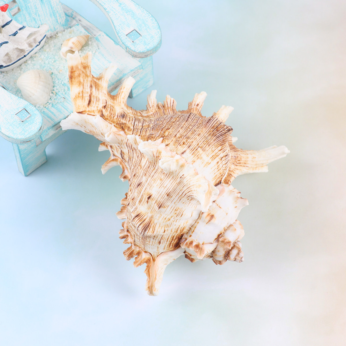 1Pcs Natural Conch Shell Fish  - đánh giá và giá Aquarium Fish In