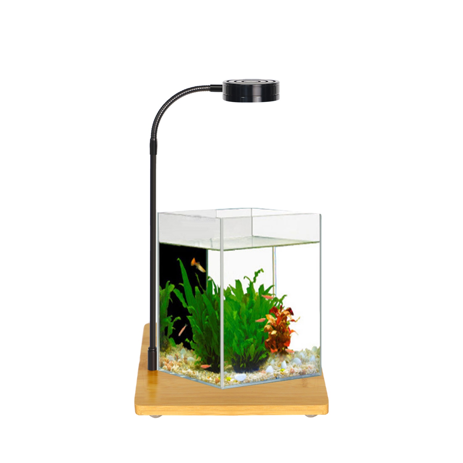 Right Angle Ultra-white Grass  - đánh giá và giá Aquarium Fish And Price