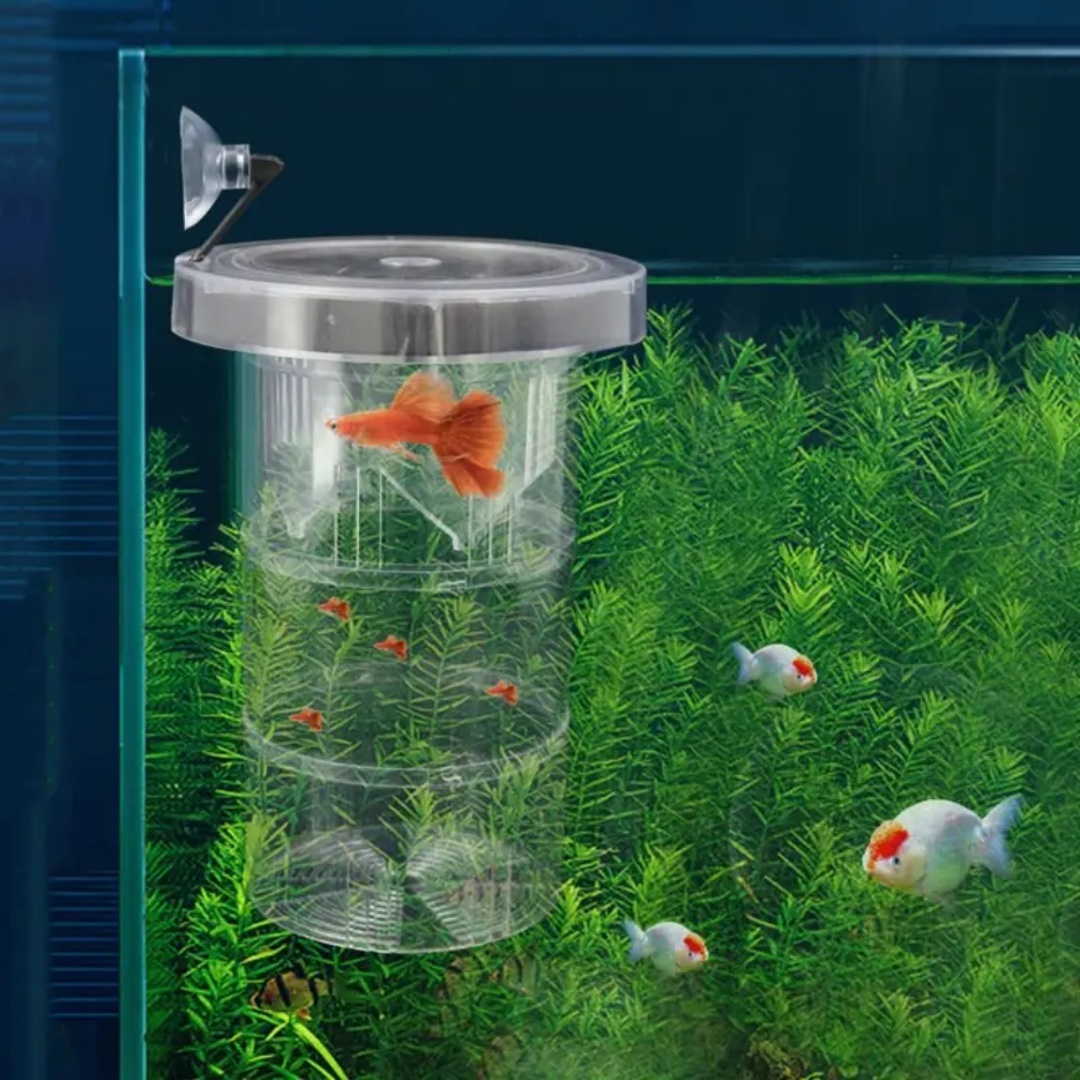 Acrylic Floating Fish Breeding - đánh giá và giá Aquarium Fish Escape