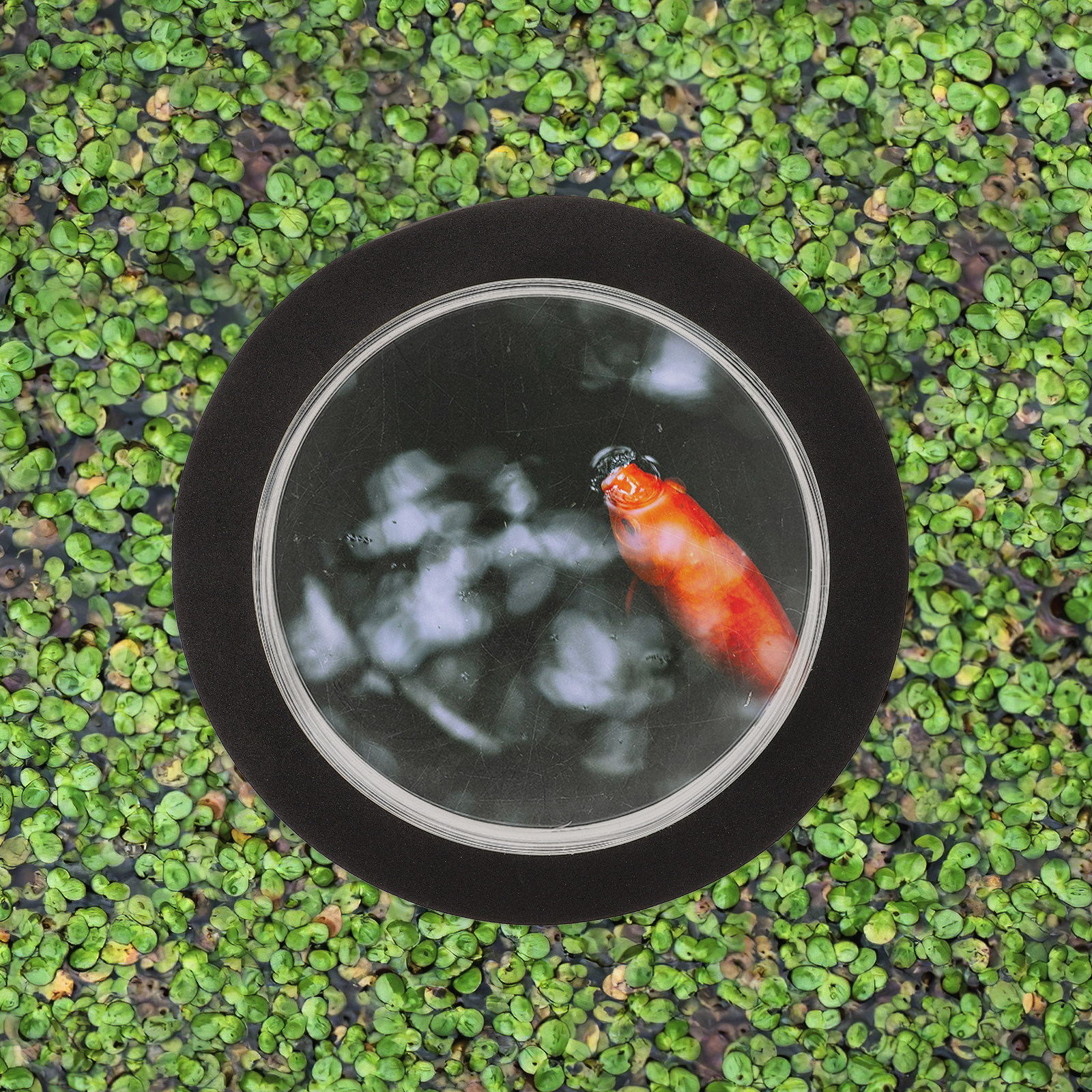 Outdoor Decor Dome Cover Compa - đánh giá và giá Aquarium Fish In