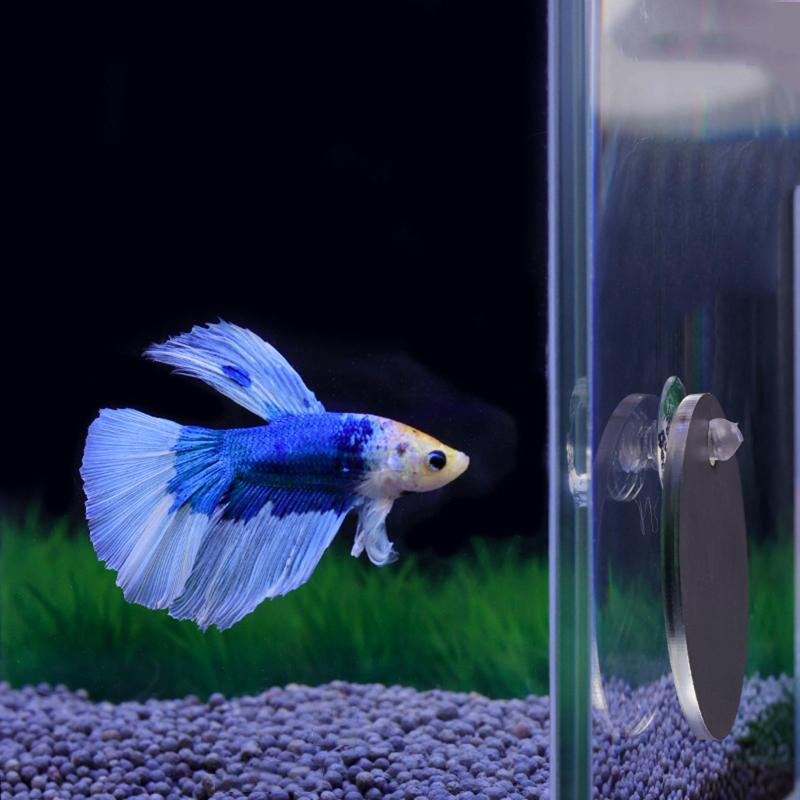 Aquarium Betta Mirror Fish Tan - đánh giá và giá Aquarium Fish Escape