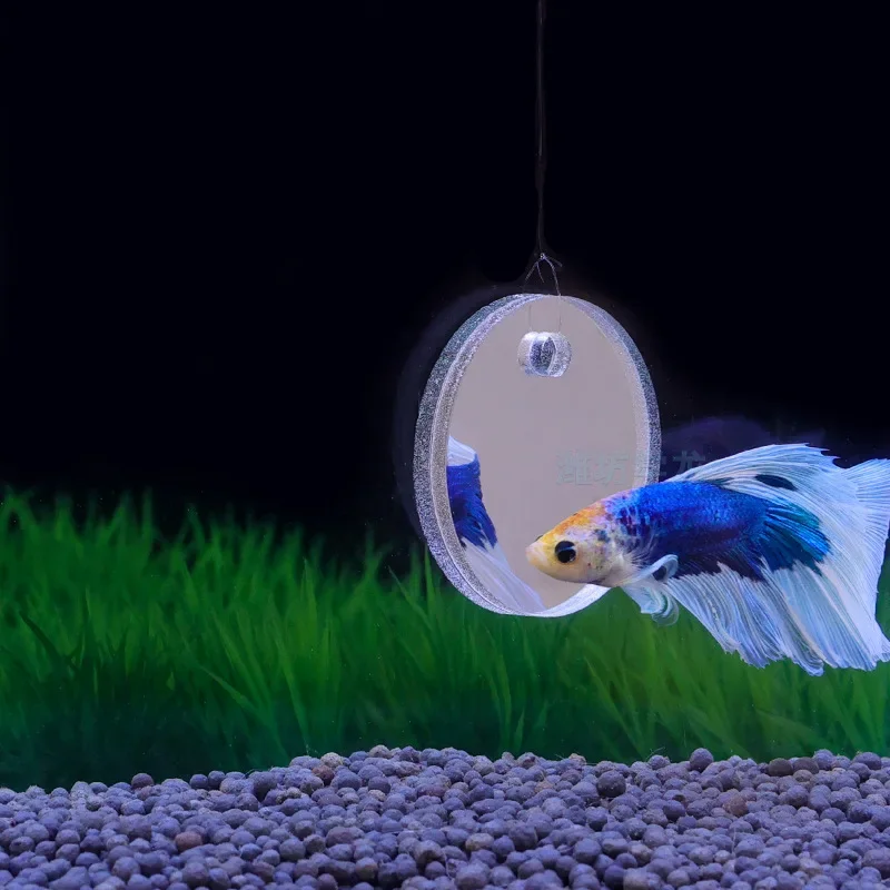 Aquarium Betta Mirror Fish Tan - đánh giá và giá Aquarium Fish Escape